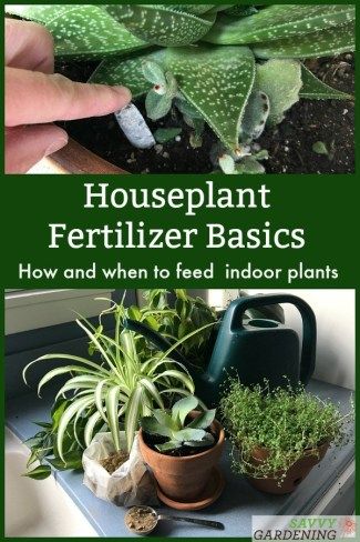 Houseplant Fertilizer, Interior Gardens, Gardening Inside, Houseplants Decor, Plants Care, Small Indoor Plants, Houseplant Care, Plant Watering, Household Plants