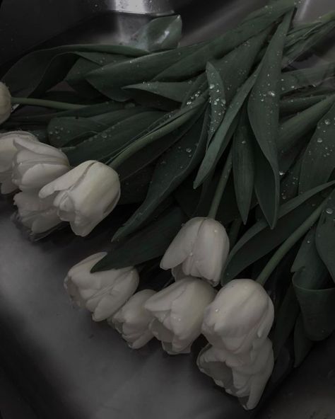 Grey And Green Wallpaper, Dark Green Aesthetic, Sore Eyes, Nothing But Flowers, Dark Flowers, Best Poses For Pictures, Plant Aesthetic, Gray Aesthetic, Foto Ideas Instagram