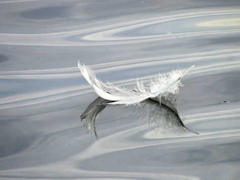 "I watched the feather float downriver until I couldn’t see it anymore, and my wish lasted for only as long as I could see that feather." (from Found Things by Marilyn Hilton) Feathers, Floating Painting, White Feather, Take A Picture, Make A Wish, Pretty Cool, See It, The Dreamers, Float