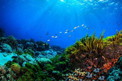 Underwater Photos, Underwater Photography, Water Photography, Coral Reef Photography, Underwater Restaurant, Coral Bleaching, Life Cycle, Ocean Photography, Underwater World