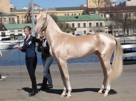 The Akhal-Teke is a horse breed from Turkmenistan. Only about 3,500 are left worldwide. Known for their speed and famous for the natural metallic shimmer of their coats.  Photographer unknown Akhal-teke, Ahal Teke, Akhal Teke Horses, Rare Horses, Golden Horse, Akhal Teke, Animale Rare, Most Beautiful Horses, Beautiful Horse