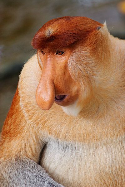 Proboscis monkey - CSMonitor.com Rare Animals, Big Nose Monkey, Monkey Species, Proboscis Monkey, Pot Belly, Inspiration Images, Curious Creatures, Monkeys Funny, Big Noses