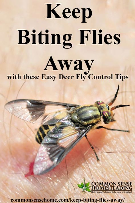 Keep biting flies away from your head with this simple Boy Scout trick, plus other deer fly control tips and deer fly deterrents for yard or campground. Deer Fly Repellent, Black Fly Bites, Fly Remedies, Fly Repellant Diy, Flies Trap Diy, Fly Deterrent, Deer Flies, Household Bugs, Repellent Diy