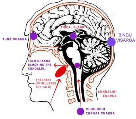 Location of Bindu Visarga (Talu chakra is also called Lalana chakra) Pineal Gland, Bruce Lee (quotes), Yoga Sutra, Ancient Yoga, Meditation Music Sleep, Rapper Quotes, Symbolic Representation, Namaste Yoga, Les Chakras