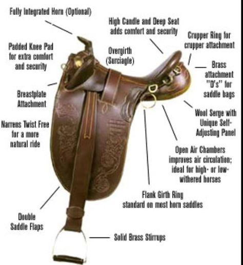 Parts of an Australian saddle Australian Stock Saddle, Australian Saddle, Equestrian Dressage, Horse Information, Horse Hoof, Equestrian Apparel, Stallion Horses, Equestrian Aesthetic, Horse Facts