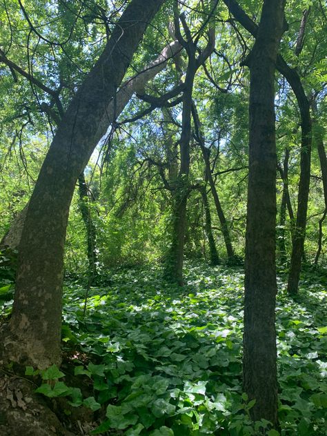 #summer #spring #green #aesthetic #plant #ivy #tree #california #visitcalifornia #cottagecore Ivy Vines Aesthetic, Ivy Green Aesthetic, Kasandra Core, Spring Green Aesthetic, Glory Core, Ivy Core, Ivy Aesthetic, Ivy Tree, Summer Vine