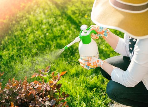 8 Reasons Not to Use Pesticides in Your Yard and Garden  ||  The advent of modern pesticides has meant that even home gardeners can achieve pristine landscaping and gorgeous, green lawns with chemical management. But using pesticides also has its drawbacks. Before you decide to use pesticides in your yard, be aware of the downsides. https://www.bobvila.com/slideshow/8-reasons-not-to-use-pesticides-in-your-yard-and-garden-52794?slide_name=general-pesticides-for-residential-use-downsides& Flowers For Garden, Organic Insecticide, Integrated Pest Management, Organic Pesticide, Insecticidal Soap, Plant Pests, Garden Pest Control, Thyroid Function, Thyroid Gland