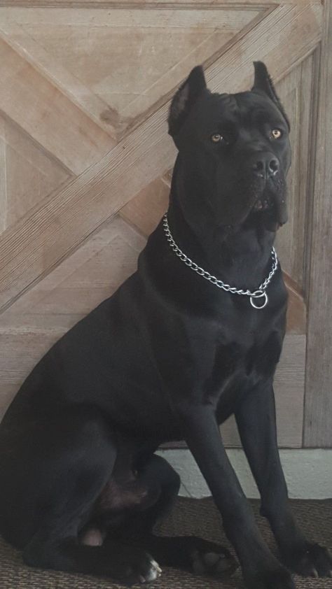 King Corso Dog, Chien Cane Corso, Black Cane Corso, Anjing Bulldog, Tattoos Dog, Ras Anjing, Dogs Tattoo, Wallpaper Dog, Bully Breeds Dogs