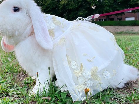 Pet Rabbit Clothes, Guinea Pig Costumes, Bunny Outfits, Bunny Clothes, Embroidered Lace Wedding Dress, Puppy Wedding, Dress Harness, Small Dog Dresses, Rabbit Clothes