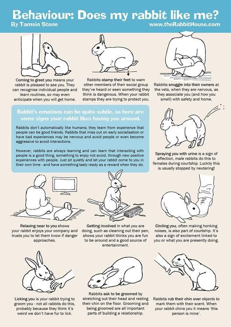 Where To Pet A Bunny, Bunny Age Chart, Things For Rabbits, Bunny Owner Tips, Things To Know About Bunnies, How To Take Care Of A Rabbit, Bunny Behavior Meaning, How To Care For A Bunny, Bunny Supplies List