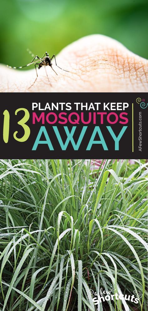 Garden with a purpose. Check out this list of 13 plants that keep mosquitos away and plant some in your yard this year to keep pests away. | @AFewShortcuts #tips #garden #home #hacks Plants That Repel Mosquitos Patio, Plants That Grow Back Every Year, How To Keep Bugs Off Porch, Backyard Patio Plant Ideas, All Year Plants Outdoors, How To Keep Pests Out Of Garden, Plants For Mosquitos, Plants For Decks And Patios, Plants That Come Back Every Year