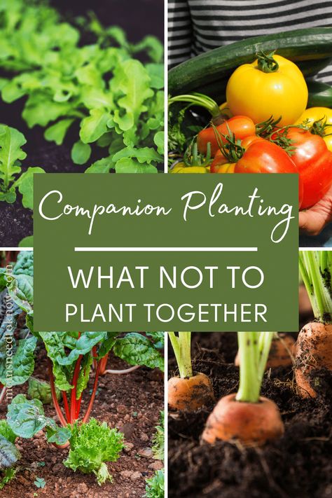 Companion planting is the art of growing different plants close together which have a mutually beneficial effect on each other. Learn about which plants should not or cannot be planted together. #gardening #companionplanting #vegetablegarden #gardeningtips Plant Together Vegetables, Veggie Garden Companion Planting, Best Plants To Grow Together, What Vegetables Can Be Planted Together, Campion Planting Vegetables, Compatible Plants Companion Gardening, Veggies That Grow Well Together, Vegetable Pairings Garden, Intercropping Garden Layout