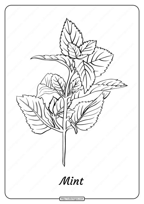 Free printable Mint coloring pages for kids of all ages. You can print or download them to color and offer them to your family and friends. #free #printable #mint #outline #coloringpage #pdf #plants Mint Plant Drawing, Herb Coloring Pages, Herb Artwork, Plants Outline, Mint Drawing, Peppermint Herb, Painting Pages, Apple Outline, Mint Plant