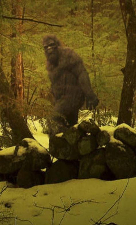 Bigfoot - the best depiction I've seen yet! Real Bigfoot Pictures, Real Bigfoot, Bigfoot Pictures, Bigfoot Art, Finding Bigfoot, Bigfoot Sightings, Strange Beasts, Unexplained Mysteries, Bigfoot Sasquatch