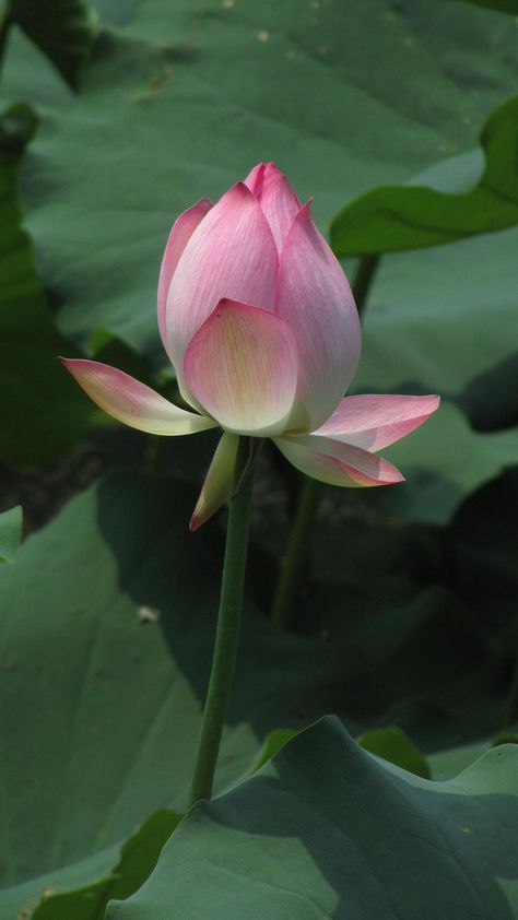 Lotus Picture, Lotus Flower Wallpaper, Japanese Lotus, Flower Structure, Lotus Bud, Lotus Flower Pictures, Lotus Plant, Lily Lotus, Blue Orchids