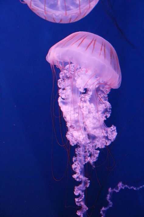 jelly fish | * Yumi * | Flickr Jelly Fish Reference Photo, Jelly Fish Astetic, Jellyfish Reference Photo, Jelly Fish Reference, Jellyfish Astetic, Jelly Fish Photography, Jelly Fish Pfp, Jellyfish Reference, Purple Jelly Fish