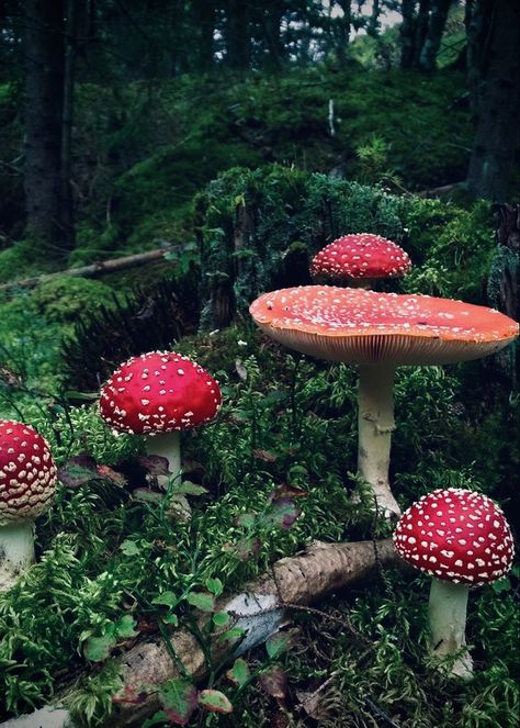 Collage, Fly Amanita, Amanita Muscaria, Fly Agaric, Photography Autumn, Red Mushroom, Collage Kit, Red