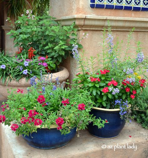 Hummingbird Garden Flowers, Gemüseanbau In Kübeln, Container Herb Garden, Hummingbird Plants, Container Planting, Hummingbird Flowers, Container Gardening Flowers, Hummingbird Garden, Desert Garden