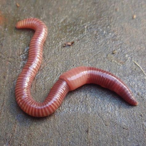 https://www.oregonmetro.gov/tools-living/yard-and-garden/composting/worm-bin-trouble-shooting Spooky Creatures, Worm Drawing, Bug Board, Worm Farming, Tiger Artwork, Bug Tattoo, Bing Bong, Plant Study, Worm Farm