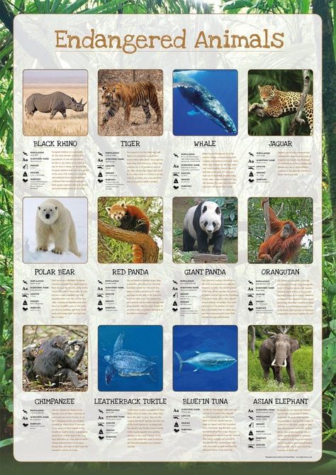 Endangered Animals Poster, Endangered Animals Activities, Endangered Species Project, Endangered Animals Project, Animals Activities, Leatherback Turtle, Animals Poster, Bluefin Tuna, Black Rhino