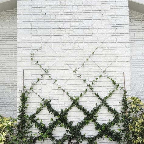 Garden Design, Ivy Growing On Wall, Jasmine On Trellis, Belgian Fence, Wall Trellis, Jasmine Plant, Star Jasmine, Front Yard Design, Yard Design