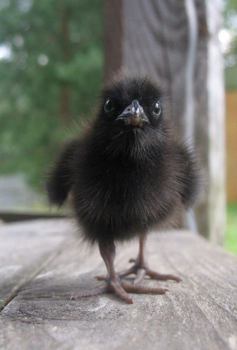 a baby raven