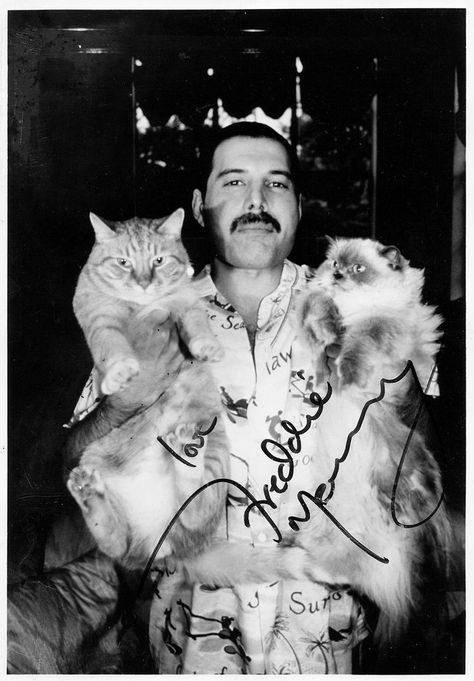 Freddy Mi Amor! Freddie Mercury Quotes, Celebrities With Cats, Arte Punk, Freddy Mercury, We Are The Champions, Queen Photos, Queen Freddie Mercury, Rock N’roll, Photo Chat