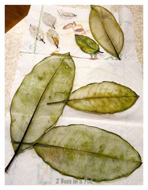 How to make skeleton leaves...great botanical project. Art With Real Leaves, Diy Skeleton, Dry Leaf Art, Skeleton Leaf, Skeleton Leaves, Diy Nature, Leaf Skeleton, Diy Leaves, Eco Dyeing