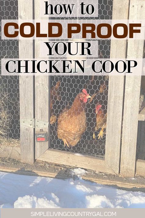 Get your chickens through the winter with these easy tips—steps to take to winter-proof your chicken coop and keep everyone warm and thriving. Don't miss out on delicious farm-fresh eggs even during the colder months. Learn how to create the perfect conditions for your entire flock and ensure they thrive even in the winter. Winterize your chicken coop for healthy chickens. Chicken Coops For Winter, Diy Chicken Waterer For Winter, Chicken Run In Winter, Chicken Coop In Winter, Winter Proof Chicken Coop, How To Winterize Chicken Coop, Winterized Chicken Coop, How To Keep Chickens Warm In Winter, Keeping Chickens Warm In Winter