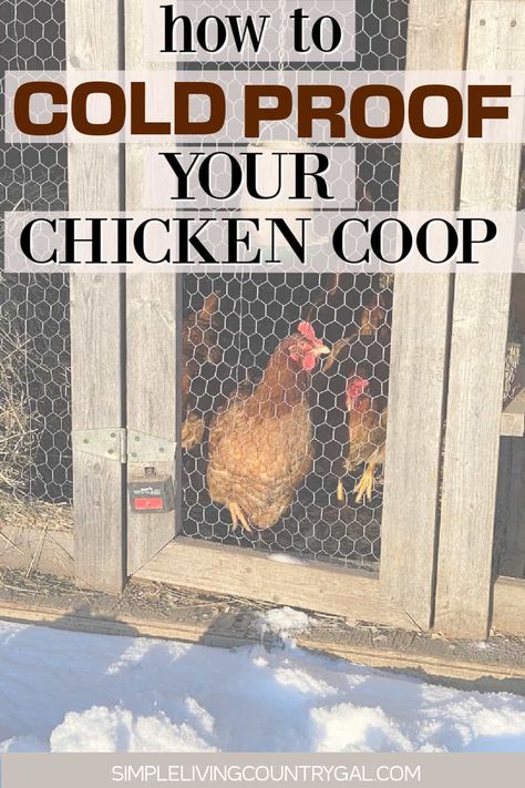 Get your chickens through the winter with these easy tips—steps to take to winter-proof your chicken coop and keep everyone warm and thriving. Don't miss out on delicious farm-fresh eggs even during the colder months. Learn how to create the perfect conditions for your entire flock and ensure they thrive even in the winter. Winterize your chicken coop for healthy chickens. Chicken Steps For Coop, Heavy Duty Chicken Coop, Chicken Coop Fox Proof, Winterizing Chicken Coop Run, Chicken Coop Refresher, Diy Chicken Waterer For Winter, Winter Chicken Coop Cold Weather, Chicken Coop Winterizing, Insulating Chicken Coop Winter