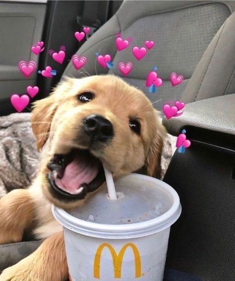 Cute Labrador puppy bitting straw from a McDonalds cup. Wallpaper for any kind of phone. Teacup Pomeranian Puppy, Dog Tumblr, Cele Mai Drăguțe Animale, Psy I Szczenięta, Haiwan Lucu, Animale Rare, Cute Dog Pictures, Wallpaper Tumblr, School Memes