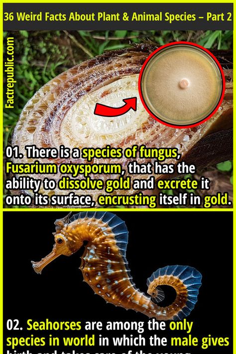01. There is a species of fungus, Fusarium oxysporum, that has the ability to dissolve gold and excrete it onto its surface, encrusting itself in gold. #animal #science #knowledge #education #species Ants, Facts About Plants, Crab Spider, Science Knowledge, Fact Republic, Animal Science, Animal Species, Weird Facts, Spiders