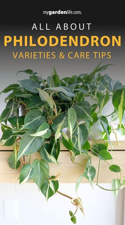 Discover the ultimate guide to philodendron varieties and care tips for a thriving indoor jungle! Explore the wide range of philodendron plants, from classic favorites to rare specimens, and learn how to care for each variety like a pro. Find more house plant and indoor gardening care tips and ideas at Mygardenlife.com. Philodendron Potting Ideas, Vining Philodendron Types, Philedondren Plant, Philodendron Plant Varieties, Philodendron Types, Philodendron Varieties, Heartleaf Philodendron, Philodendron Care, Small Trellis