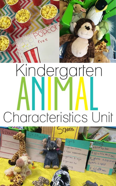 There's a Zoo in our Room! Animals Unit Kindergarten, Animal Inquiry Kindergarten, Animal Unit Kindergarten, Types Of Animals Kindergarten, Animal Characteristics Kindergarten, Zoo Unit Kindergarten, Animal Lessons For Kindergarten, Animal Needs Kindergarten, Create Your Own Animal