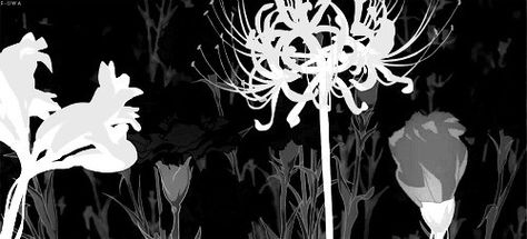 4 White spiderlillies bloom quickly on a black background. More unbloomed spiderlillies can be seen in the background. Black White Banner Anime Gif, Dark Banner Gif Aesthetic, Anime Black And White Banner Gif, Black Banner Aesthetic Anime, Gif Banner Black Aesthetic, Black And White Anime Discord Banner, Black White Anime Banner Gif, Discord Flower Banner, Discord Banner White And Black