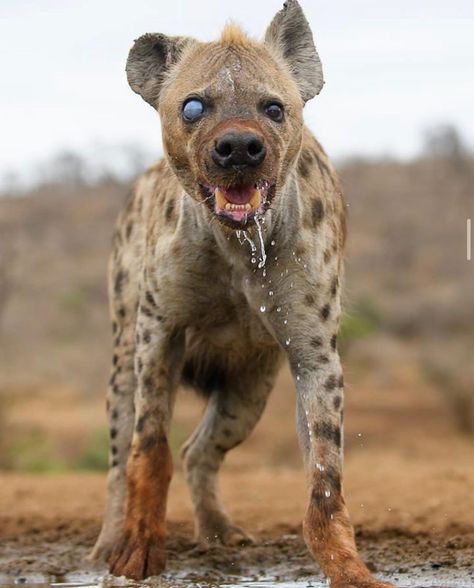 Arcane Wildlife on Instagram: “Spotted hyena in the Zimanga Private Game R. #arcanewildlife  Photo by @roger_san_roller” Hyena, Wildlife Nature, Velcí Psi, Spotted Hyena, 문신 디자인, Wild Dogs, Arte Horror, Wildlife Animals, Nature Animals