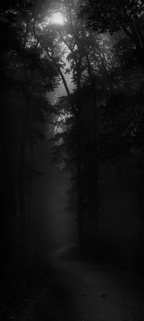 Simon Berger, Dark Photos, Dark Academia Wallpaper, Dark Forest Aesthetic, Dark Naturalism, Iphone Wallpaper Stills, Gothic Wallpaper, Photographer Pictures, Academia Wallpaper