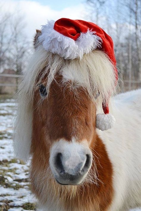 All I want for Christmas is a pony.....OH MY! HE LOOKS LIKE THE PONY I GOT FOR CHRISTMAS WHEN I WAS TEN....NAMED RUSTY! Merry Christmas Horse, Equestrian Christmas, Horse Images, Christmas Horse, Christmas Country, Horse Christmas, Horse Costumes, Christmas Horses, Chicken Nugget