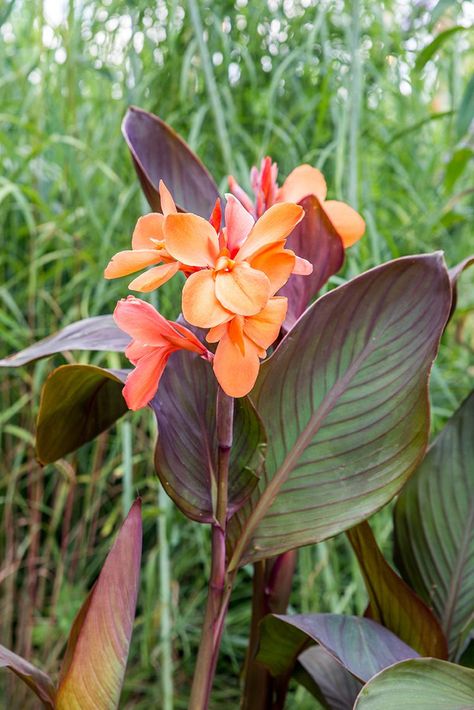 Cannas Flowers, Lily Garden Ideas, Canna Lily Care, Canna Lily Garden, Arid Garden, Canna Lillies, Canna Lilly, Crinum Lily, Pinterest Plant