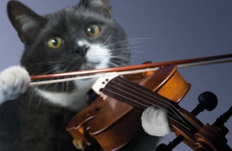 The Strings Cat Violin, Why Do Cats Purr, Musica Disco, Violin Bow, Cats Musical, Cat Purr, Music Images, Cat Artwork, Creature Feature