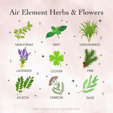 Love By Luna® on Instagram: “Air Element Herbs & Flowers 💨 Herbs, spices and flowers associated with the Air Element bring a healing, inspiring and clear energy to…” Air Element Herbs, Earth Element Herbs, Witchy Habits, Plant Powers, Elemental Magick, Magickal Correspondences, Prophetic Dreams, Air Magic, Clear Energy