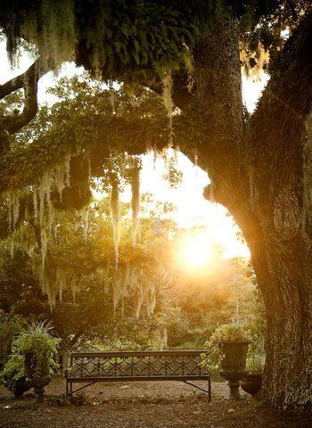 Alabama Culture - for the love of the south (scheduled via http://www.tailwindapp.com?utm_source=pinterest&utm_medium=twpin) The Great Outdoors, Southern Gothic, The Secret Garden, Spanish Moss, Mark Twain, Down South, Belle Photo, Secret Garden, Beautiful World