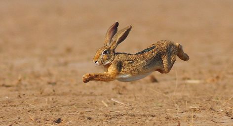 Rabbit jumping in field. Jumping Rabbit, Rabbit Jumping, Rabbit Hunting, Animation Classes, Art Plan, Rabbit Photos, Forest And Wildlife, Rabbit Tattoos, Bunny Drawing