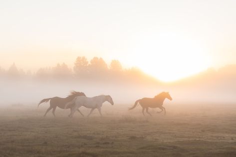 I had an incredible opportunity to photograph horses a few months ago. As a kid, I was crazy about horses, so this was sort of a dream come true. The animals would be in a huge pasture close-by, and the shoot would be in the early morning. So it was dark o’clock when I got […] The post Horses Running in a Foggy Pasture appeared first on Northern California Fine Art Photography | Landscape-Still Life. Horses Running Aesthetic, Bonito, Nature, Horses Laptop Wallpaper, Horse Laptop Wallpaper Aesthetic, Horse Aesthetic Wallpaper Laptop, Horse Laptop Wallpaper, Horse Wallpaper For Laptop, Horses Landscape