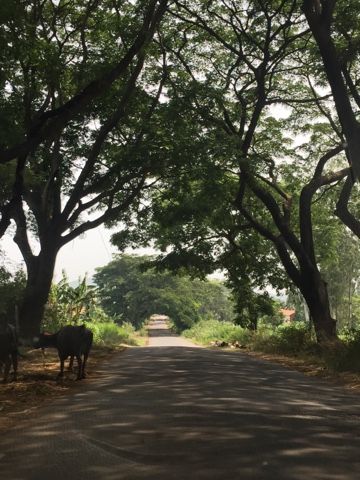 Bhakti diaries , India , rural , trees , indian road , country roads, road trip , travel Nature, Ooty, Indian Roads Photography, Indian Road, Flower Road, Road Trip Travel, Spiderman Ps4, Road Photography, Rural India