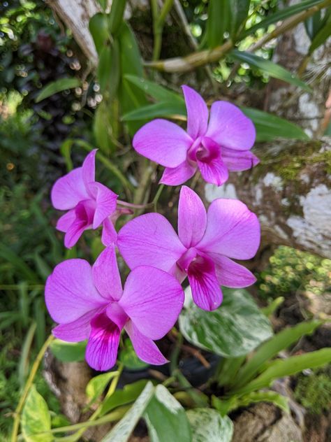 Purple Flowers, Mauve Butterfly, Cooktown Orchid, Chinese Orchid, Butterfly Orchid, Orchids Garden, Australian Flora, Lilac Purple, Native Plants