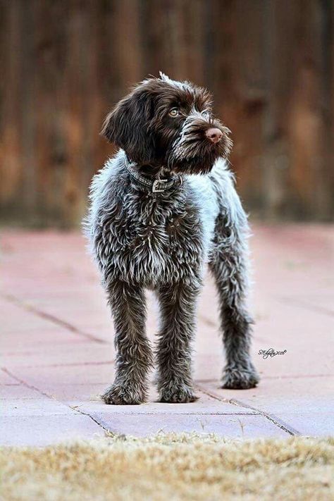 Canine Distemper, Wirehaired Pointing Griffon, Pointing Griffon, Wirehaired Pointer, Griffon Dog, Dog Pitbull, Expensive Dogs, German Wirehaired Pointer, Bird Dogs