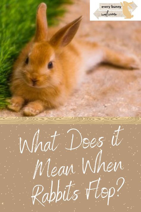 Bunny Behavior Meaning, Bunny Behavior, Dead Bunny, Bunny Rolls, Lionhead Bunny, Rabbit Behavior, Prey Animals, Curiosity Killed The Cat, Funny Rabbit