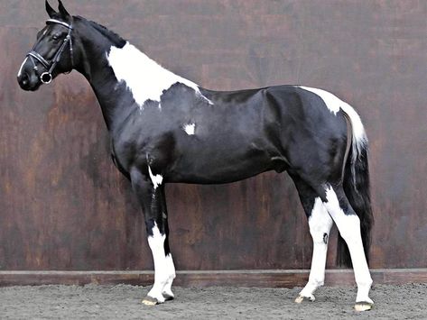 Nice looking Pinto Sports Horse! British Warmblood Horse, Paint Warmblood, Tobiano Warmblood, Piebald Horse, Cheval Pie, Warmblood Stallion, Horse Markings, Warmblood Horses, Cai Sălbatici