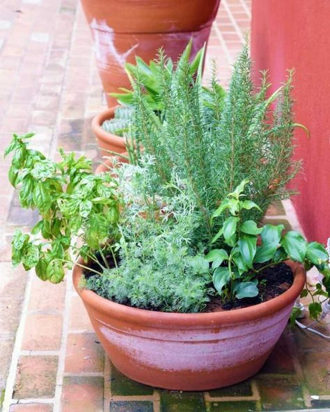 Herb Garden For Deck, Best Pots For Herbs, Small Kitchen Herb Garden Ideas, Front Herb Garden, Herb Porch Garden, Herb Deck Planters, Pots Of Herbs, Multi Herb Planter, Cloth Pots For Plants